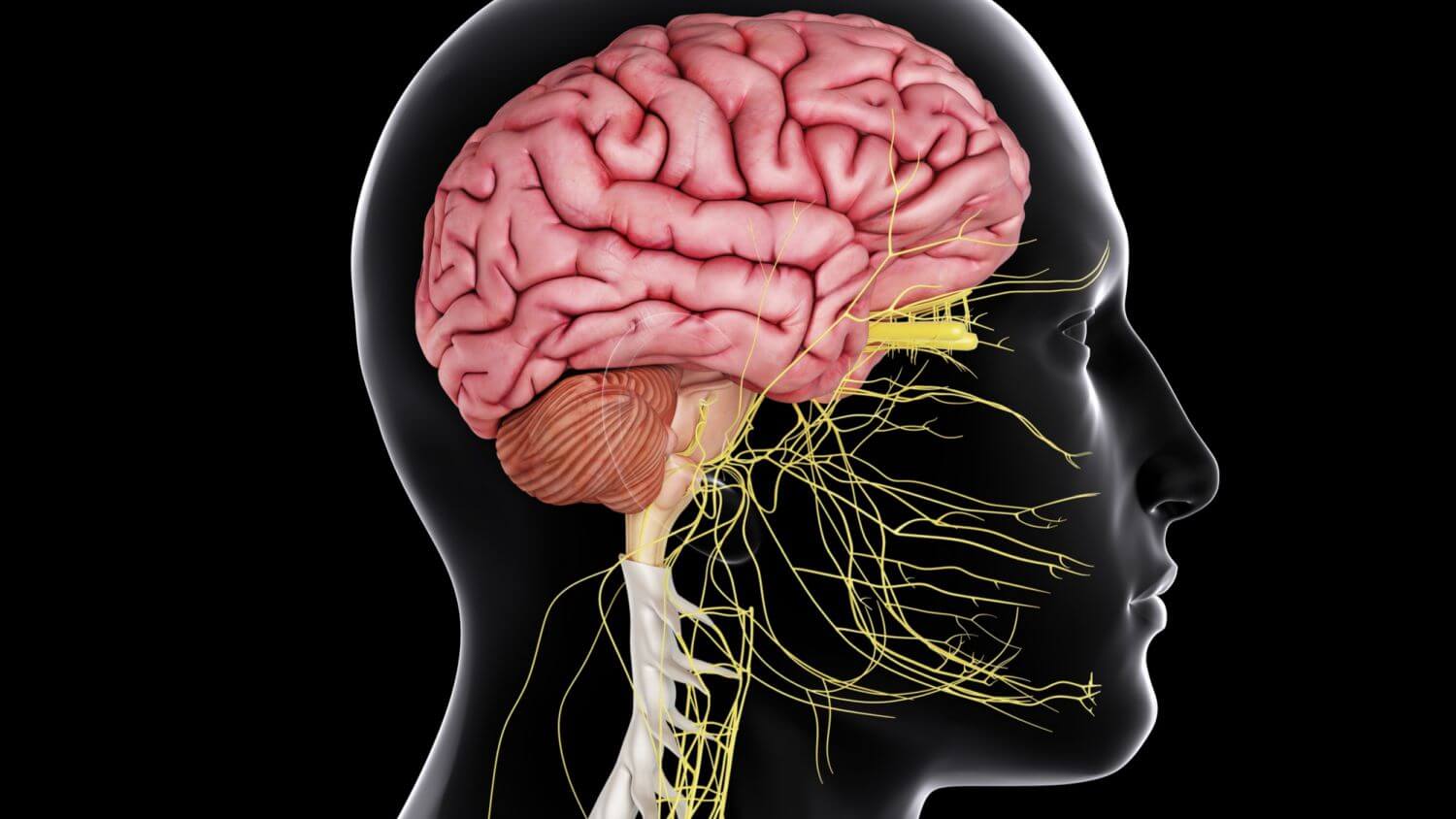 Central Nervous System